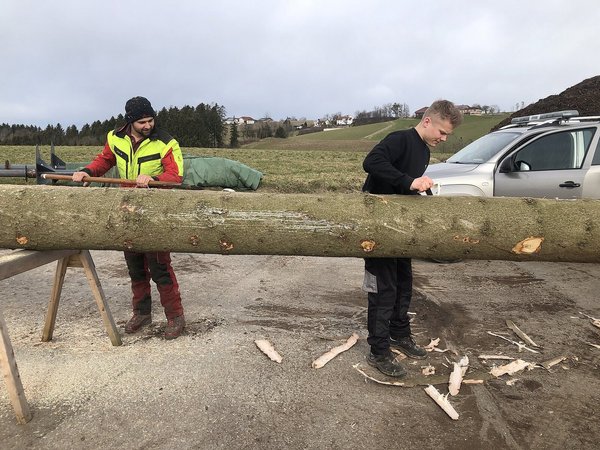 Maibaum schälen