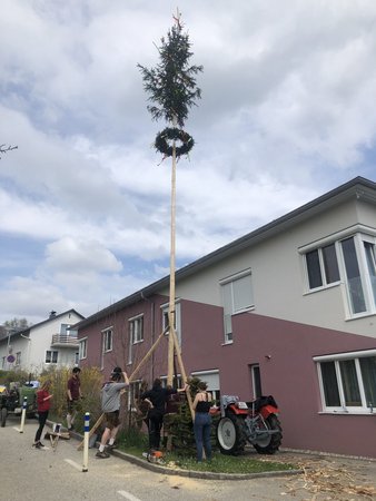 Maibaum Arcus